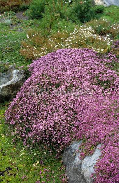 Thymus praecox