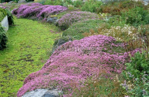 Thymus praecox