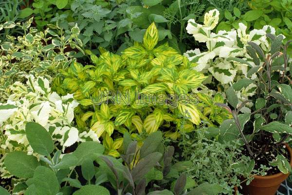 Mentha x piperita 'Green and Gold'