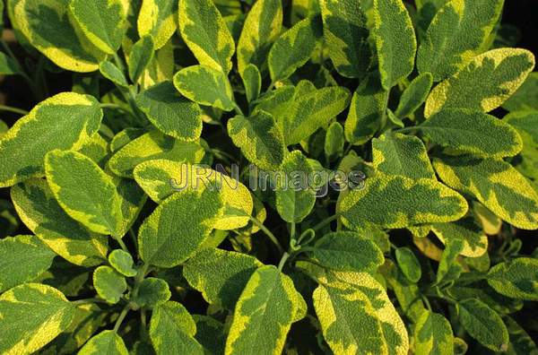 Salvia officinalis 'Aureum'