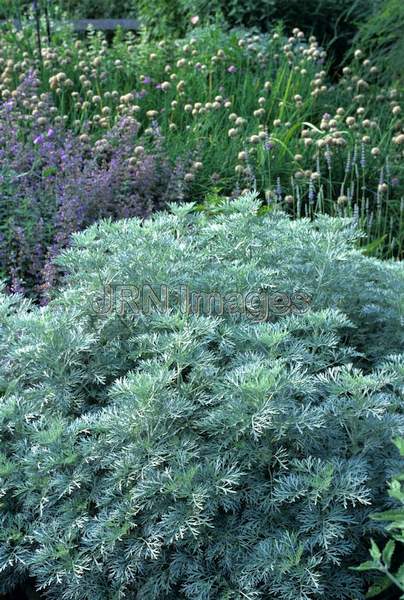 Artemisia absinthium