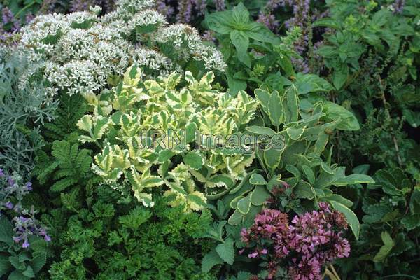 Mentha spicata 'Variegata'