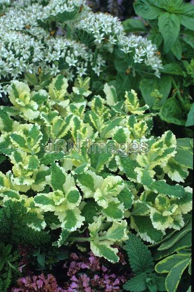 Mentha suaveolens 'Variegata'