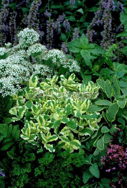 Mentha spicata 'Variegata'