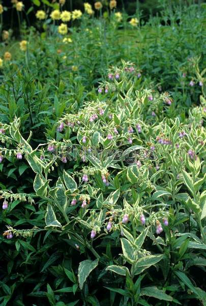 Symphytum x uplandicum 'Variegatum'