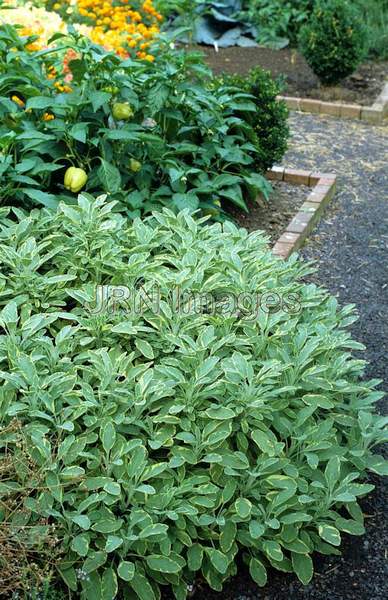 Salvia officinalis 'Variegata'