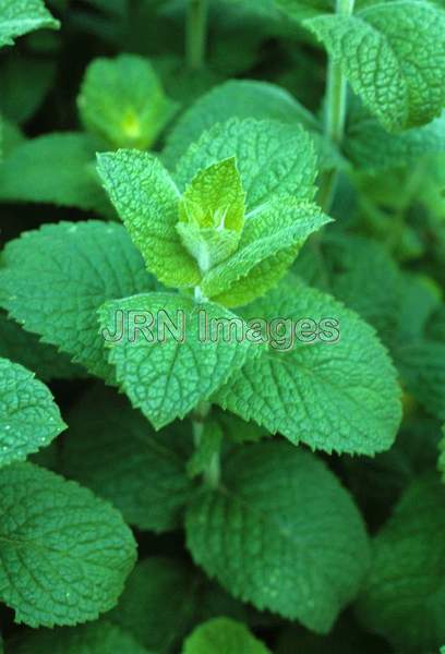 Mentha suaveolens