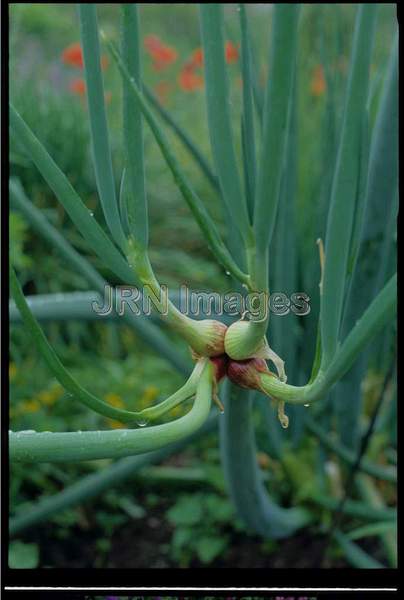 Allium cepa 'Proliferum'