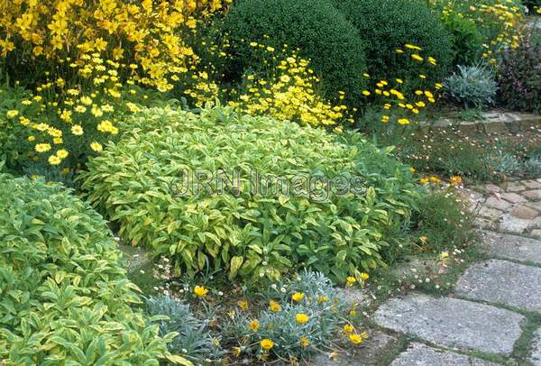 Salvia officinalis 'Aurea'