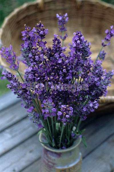 Lavandula angustifolia 'Hidcote'