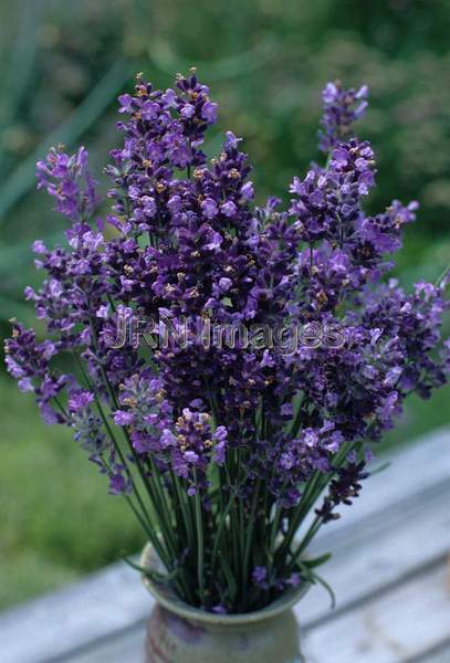 Lavandula angustifolia 'Hidcote'