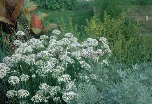 Allium tuberosa