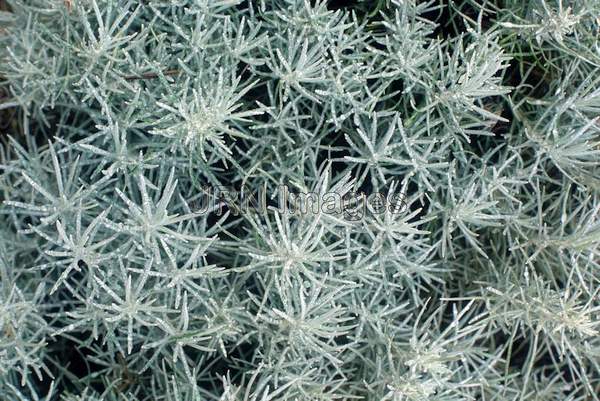 Helichrysum angustifolium