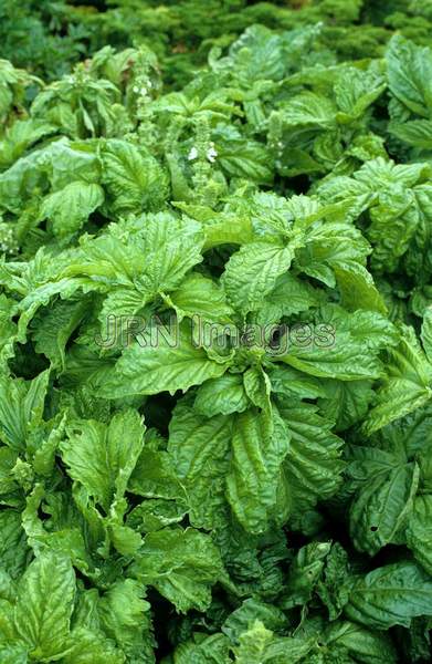 Ocimum basilicum 'Green Ruffles'