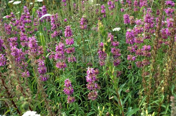 Monarda citriodora 'Labada'