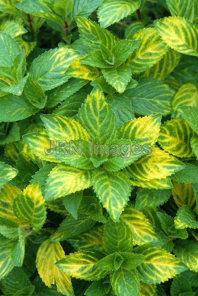 Mentha x piperita 'Green and Gold'