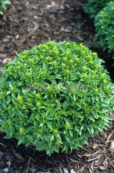 Ocimum basilicum 'Green Mound'