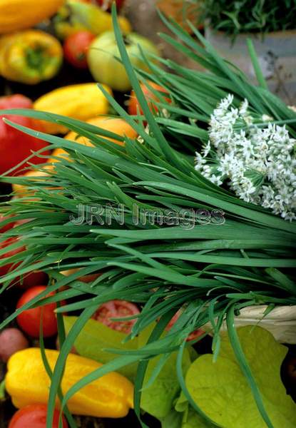 Allium tuberosa