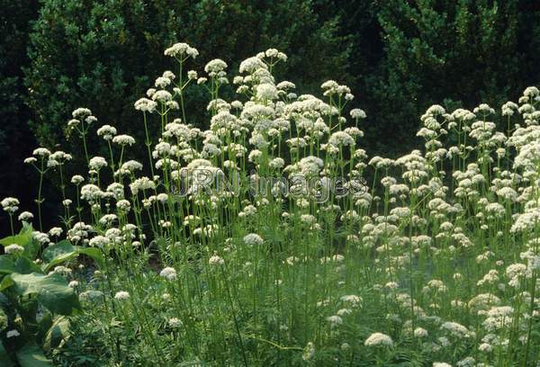 Valeriana officinalis