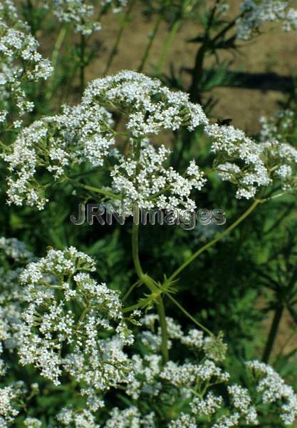 Valeriana officinalis