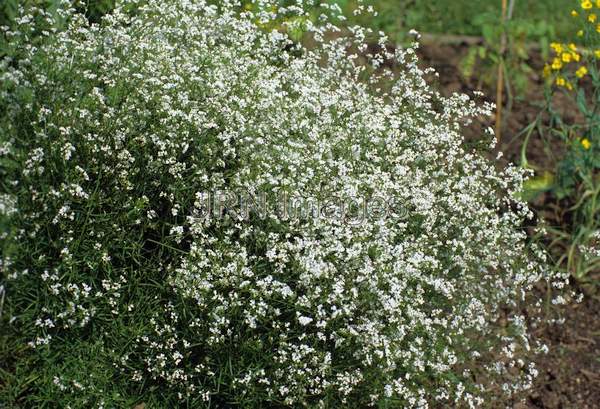 Asperula tinctoria