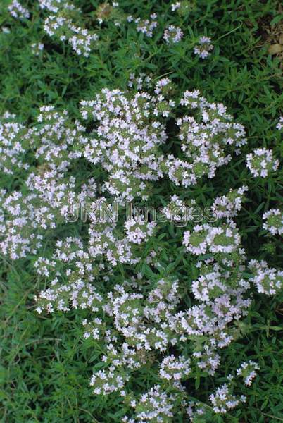 Thymus serpyllum