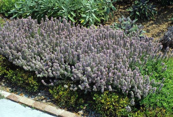 Thymus serpyllum