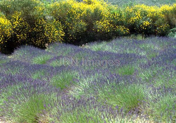 Lavandula x intermedia 'Grosso'