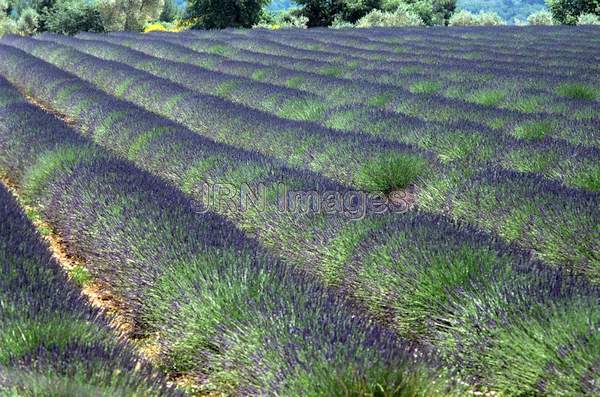 Lavendula angustifolia