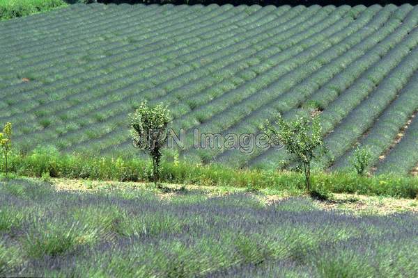 Lavendula angustifolia