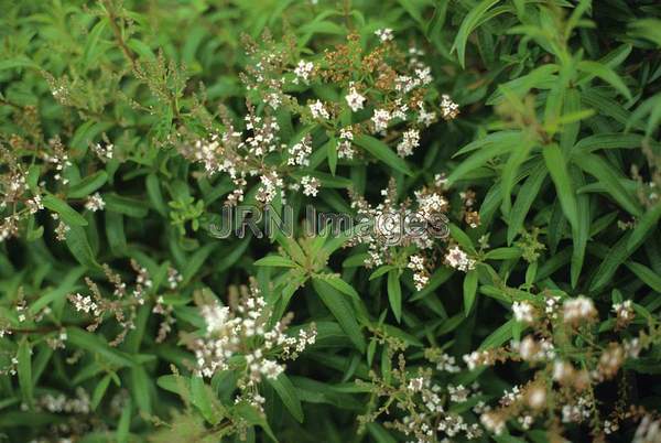 Aloysia triphylla