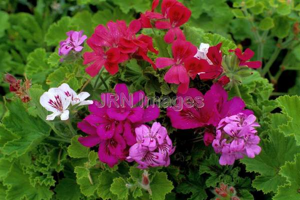 Pelargonium graveolens