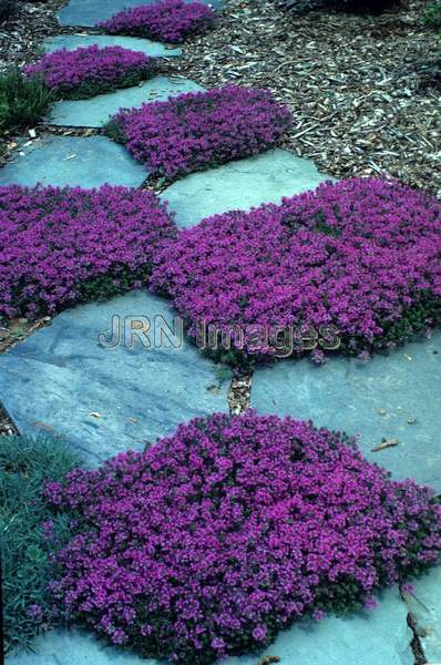 Thymus praecox