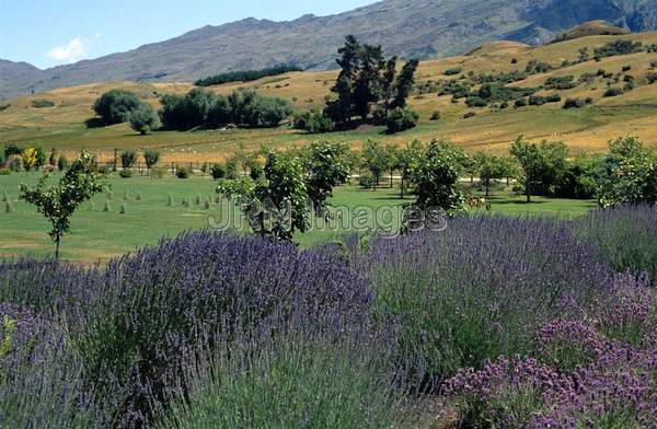 Lavandula angustifolia