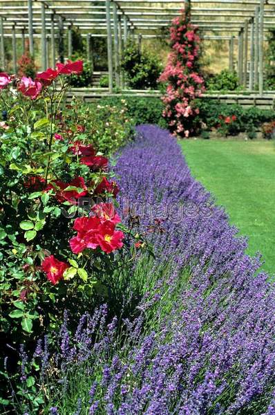 Lavandula angustifolia 'Hidcote'