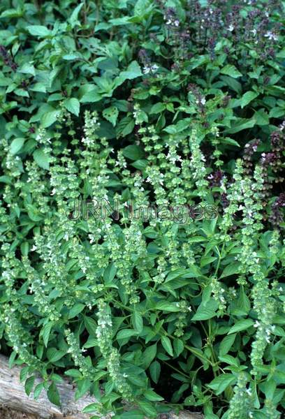 Ocimum basilicum 'Citriodorum'