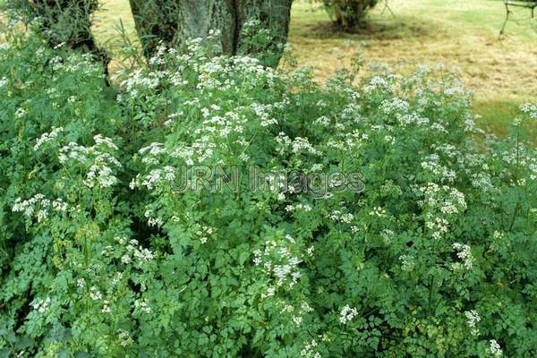 Anthriscus cerefolium