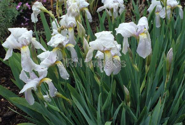 Iris x germanica 'Florentina'