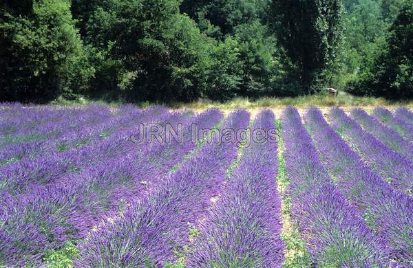 Lavandula x intermedia 'Grosso'