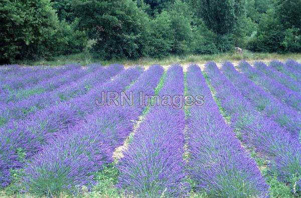 Lavandula x intermedia 'Grosso'