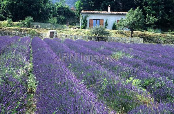 Lavandula x intermedia 'Grosso'