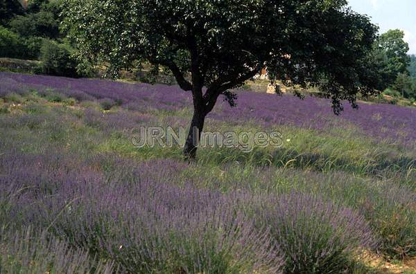 Lavandula x intermedia 'Grosso'