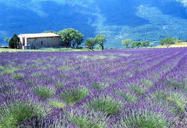 Lavandula angustifolia