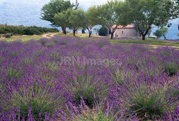 Lavandula angustifolia