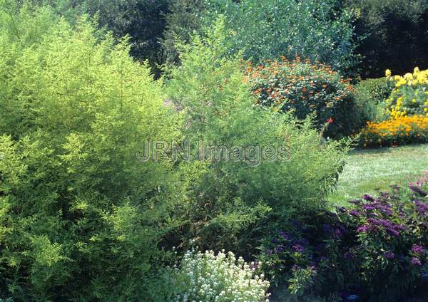 Artemisia annua