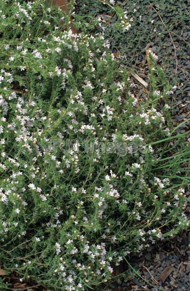 Thymus pseudolanuginosus