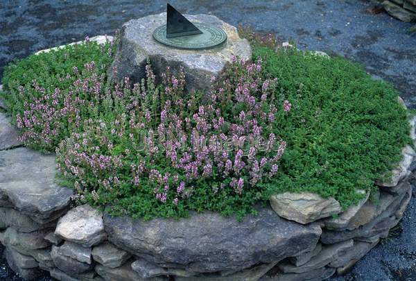 Thymus pulegioides