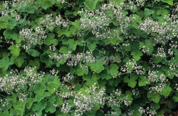 Pelargonium tomentosum