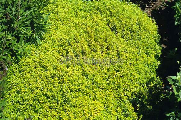 Thymus vulgaris 'Lemon Carpet'