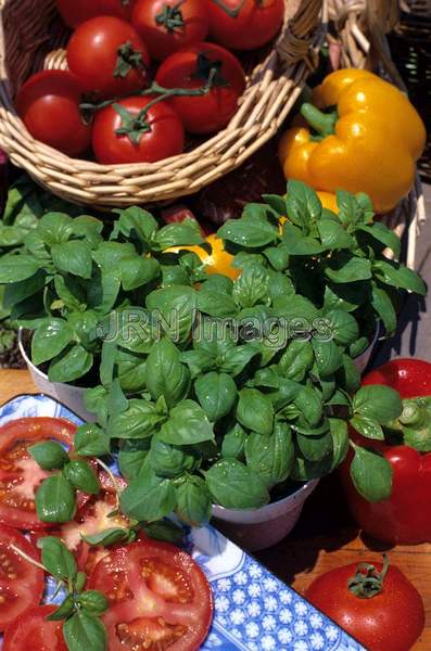 Ocimum basilicum